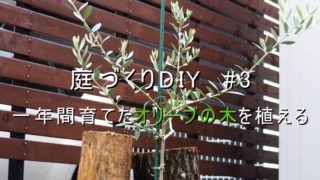 オリーブの木を浅植えで植え替えて新たにユーカリの木を植える 庭づくりdiy 9 さいとうさんは 住宅不動産ライター