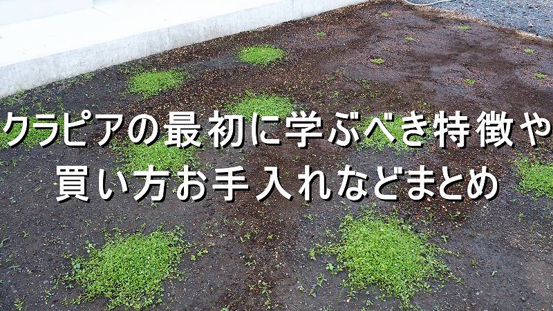 クラピア検討中の方向け 育って分かった最初に学ぶべき特徴や買い方 お手入れなどまとめ Craft Tree