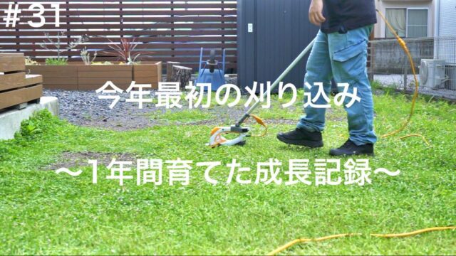 伸びに伸びてしまった 今季最初のクラピア刈り込みをしてお手入れ 1年間育てた成長記録 家づくり Diyブログ