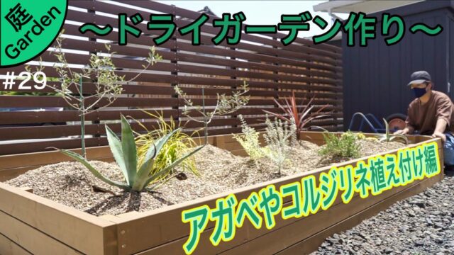 ドライガーデン作り アガベ コルジリネから１００均サボテンなど植え付け編 庭づくりdiy 29 家づくり Diyブログ